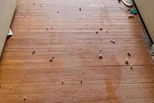 6333 Cottage St, Philadelphia, PA 19135 - Photo 16