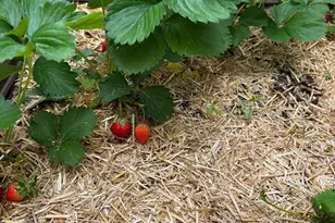 1627-29 W Stiles St, Philadelphia, PA 19121 - Photo 32