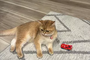 3850 Woodhaven Rd, Philadelphia, PA 19154 - Photo 20