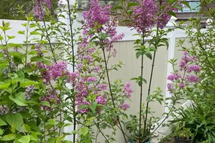 813 Piermont St, Philadelphia, PA 19116 - Photo 38