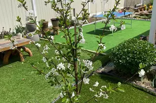 813 Piermont St, Philadelphia, PA 19116 - Photo 32