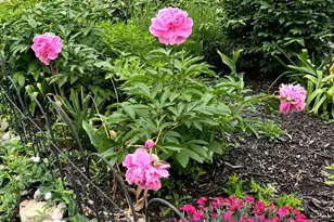 1626 Conlyn St, Philadelphia, PA 19141 - Photo 34