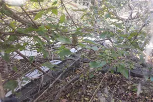 251 E Haines St, Philadelphia, PA 19144 - Photo 20