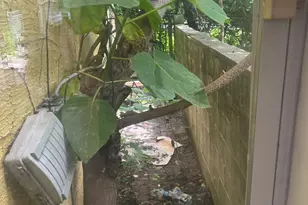 1811 N Ringgold St, Philadelphia, PA 19121 - Photo 10