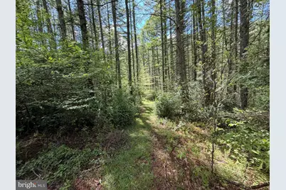 Tract 1: 1226 Cross Fork Creek Rd, Cross Fork, PA 17729 - Photo 76