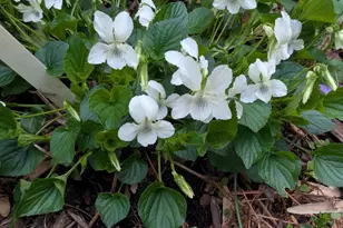 160 Germany Ridge Rd, Elliottsburg, PA 17024 - Photo 80