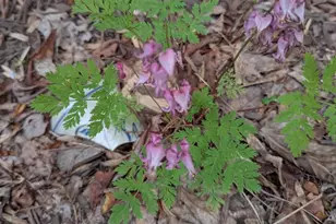 160 Germany Ridge Rd, Elliottsburg, PA 17024 - Photo 78