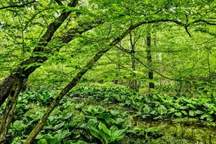 155 W Adamsdale Rd, Schuylkill Haven, PA 17972 - Photo 60