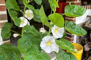 176 Roosevelt Dr, Morea, PA 17948 - Photo 52