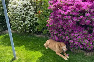 141 S Nicholas St, Saint Clair, PA 17970 - Photo 4