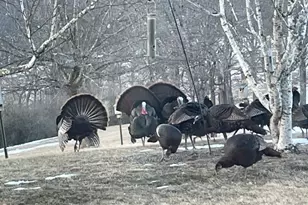 76 Zehner Ln, Landingville, PA 17972 - Photo 24