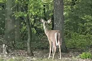 643 Deturksville Rd, Pine Grove, PA 17963 - Photo 56