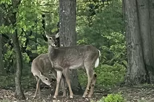 643 Deturksville Rd, Pine Grove, PA 17963 - Photo 58