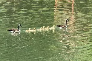 92 Shoreline Dr, Pine Grove, PA 17963 - Photo 76