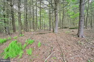 81 Stump Ln, Pine Grove, PA 17963 - Photo 62