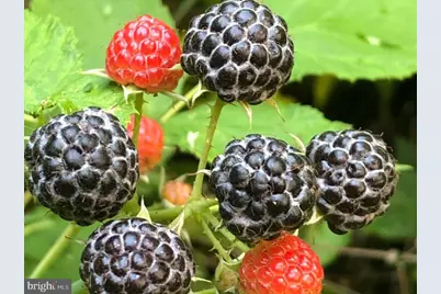 16756 Mount Airy Road, Shrewsbury, PA 17361 - Photo 42