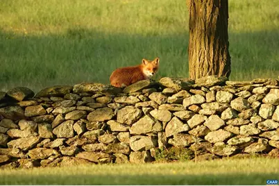 21515 Trappe Rd, Upperville, VA 20185 - Photo 58