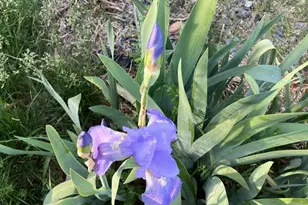 877 Holland Creek Rd, Louisa, VA 23093 - Photo 42