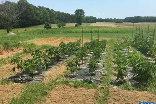 877 Holland Creek Rd, Louisa, VA 23093 - Photo 34