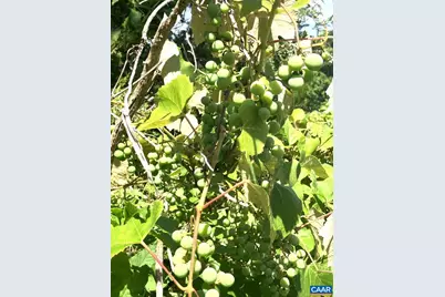 877 Holland Creek Rd, Louisa, VA 23093 - Photo 48