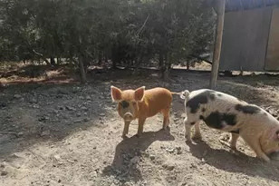 1340 Roundabout Rd, Louisa, VA 23093 - Photo 38