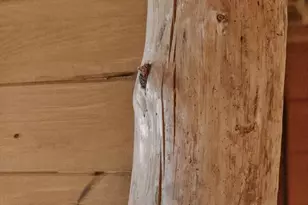 101 N Greene Acres Rd, Stanardsville, VA 22973 - Photo 30