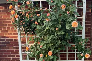 4900 1st St NW, Washington, DC 20011 - Photo 30