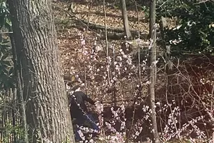 3017 Cleveland Ave NW, Washington, DC 20008 - Photo 34