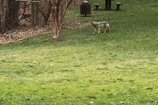 3871 Porter St NW, Washington, DC 20016 - Photo 32