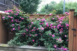 2442 20th St NW, Washington, DC 20009 - Photo 18