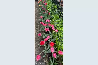 237 10th Street SE, Washington, DC 20003 - Photo 4