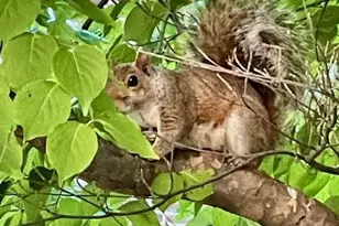 3770 39th St NW, Washington, DC 20016 - Photo 26