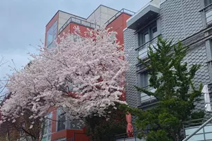 1439 Chapin St NW, Washington, DC 20009 - Photo 32