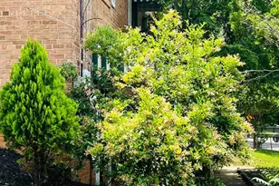 4901 Fitch Pl NE, Washington, DC 20019 - Photo 10