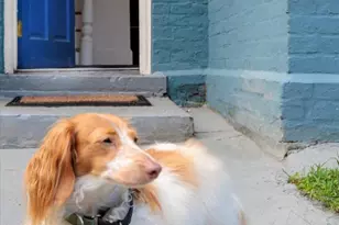 911 Independence Ave SE, Washington, DC 20003 - Photo 2