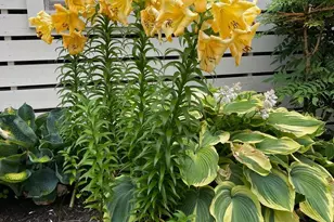 7 W Essex St, Fenwick Island, DE 19944 - Photo 92