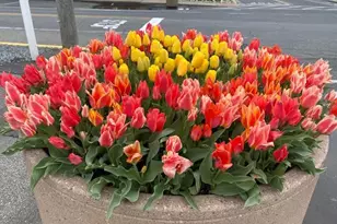 326 Forsythia Ct, Bethany Beach, DE 19930 - Photo 56