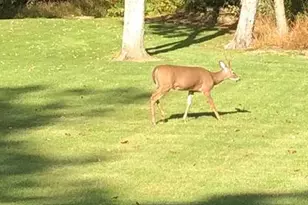 4740 Ford Fields Rd, Myersville, MD 21773 - Photo 146