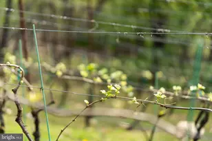 9831 Fox Rd, Frederick, MD 21702 - Photo 10