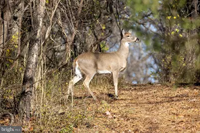 10543 Woodsboro Road, Woodsboro, MD 21798 - Photo 116