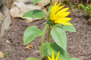 7144 Ira Sears Rd, Adamstown, MD 21710 - Photo 98