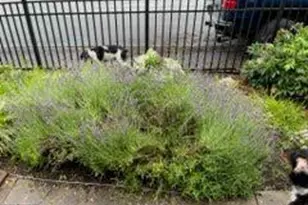 5506 Jefferson Pike, Frederick, MD 21703 - Photo 10