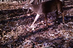 [Address not provided], Emmitsburg, MD 21727 - Photo 116