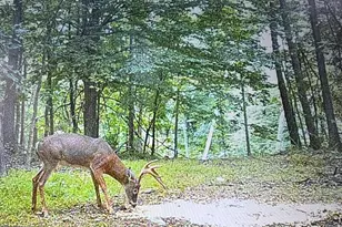[Address not provided], Emmitsburg, MD 21727 - Photo 98