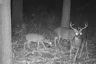 [Address not provided], Emmitsburg, MD 21727 - Photo 150