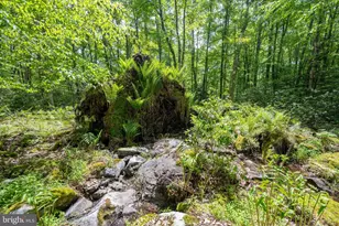 328 Stool Rock Rd, Oakland, MD 21550 - Photo 106