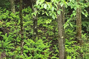 Yough View Dr, Oakland, MD 21550 - Photo 1