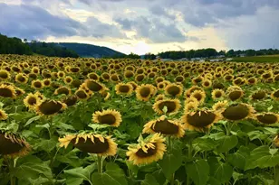 332 High Point Dr, Swanton, MD 21561 - Photo 56