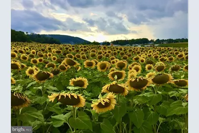 336 Paradise Heights, Oakland, MD 21550 - Photo 80