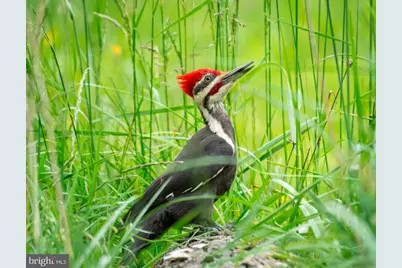 Wes Mountain Trail, Mc Henry, MD 21541 - Photo 18